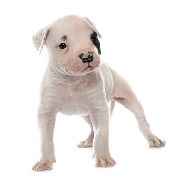 Amerikan bulldog yavrusu — Stok fotoğraf