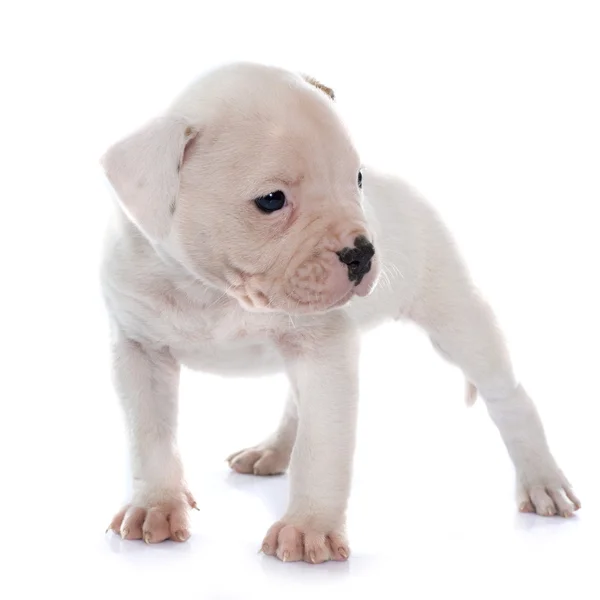 Puppy Amerikaanse bulldog — Stockfoto