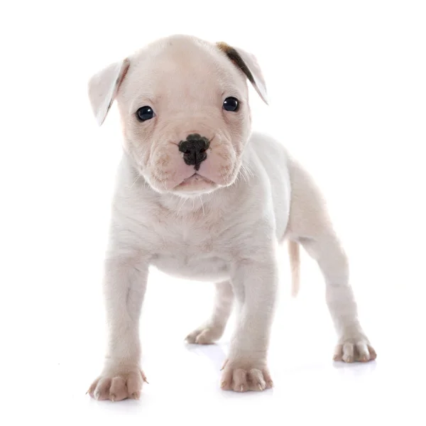 Valp amerikansk bulldog — Stockfoto