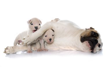 Anne ve yavru Amerikan bulldog