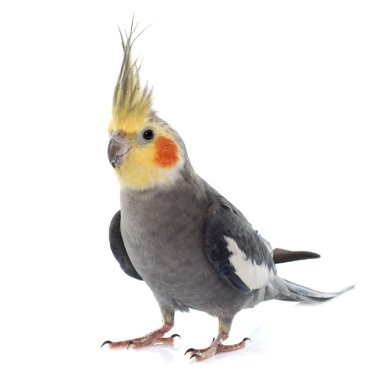 Yetişkin gri petsupplies