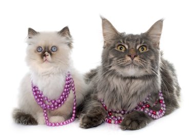 İngiliz longhair yavru kedi ve maine coon
