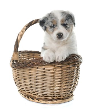 köpek yavrusu Avustralyalı çoban