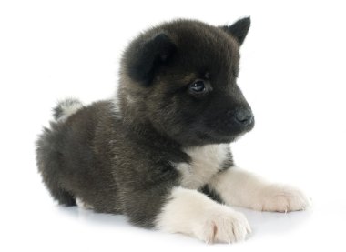 Amerikan akita köpek yavrusu