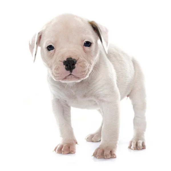 Cachorro americano bulldog — Foto de Stock