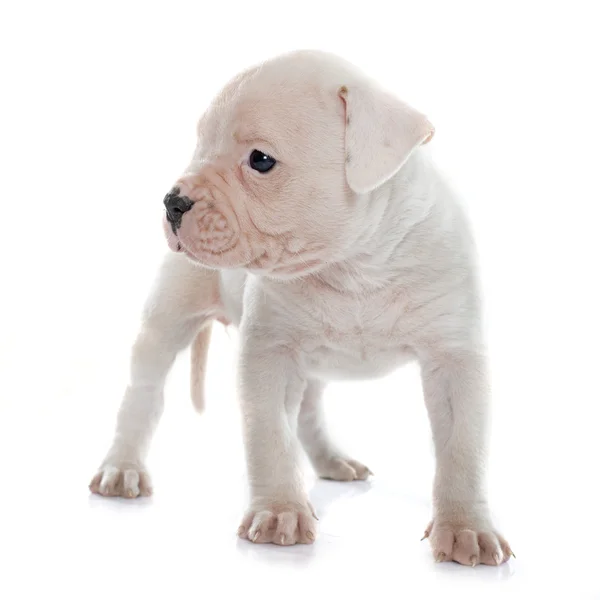 Welpe Amerikanische Bulldogge — Stockfoto