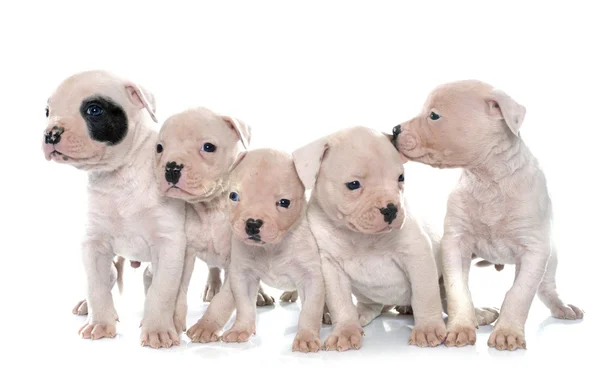 Puppies american bulldog — Stock Photo, Image