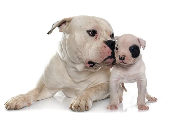 성인과 강아지 아메리칸 불독 — 스톡 사진