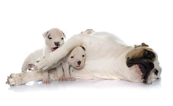 Moeder en puppies Amerikaanse bulldog — Stockfoto