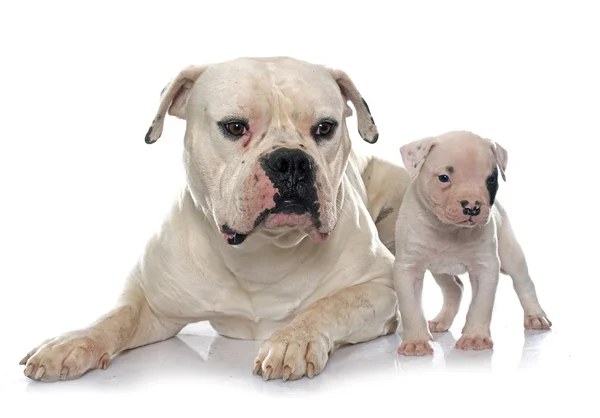 Volwassene en puppy Amerikaanse bulldog — Stockfoto