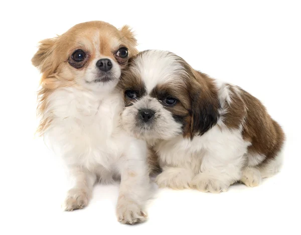 Young puppy shitzu and chihuahua — Stock Photo, Image