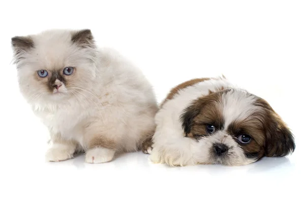 British longhair kitten and puppy — Stock Photo, Image