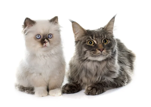 Britse langharig kitten en maine coon — Stockfoto