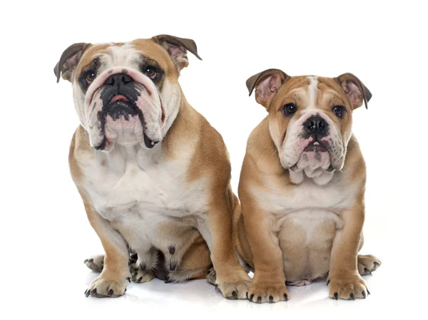 Volwassene en puppy Engels bulldog — Stockfoto