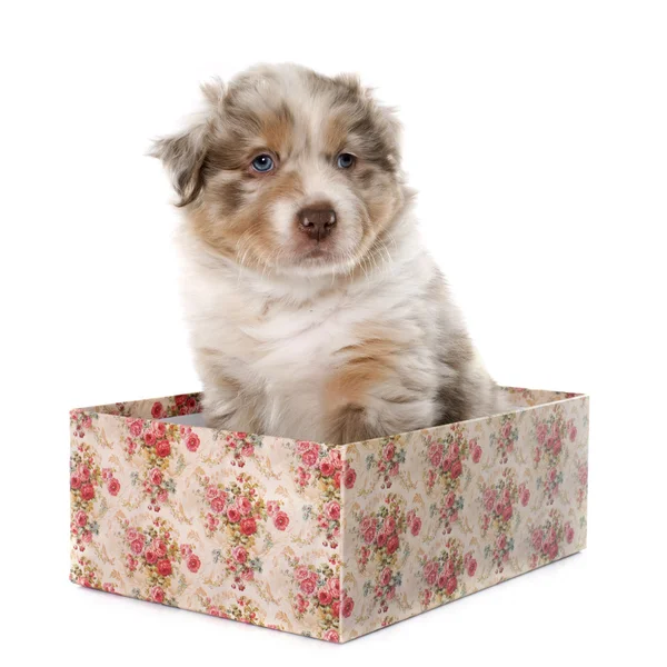 Puppy australian shepherd — Stock Photo, Image