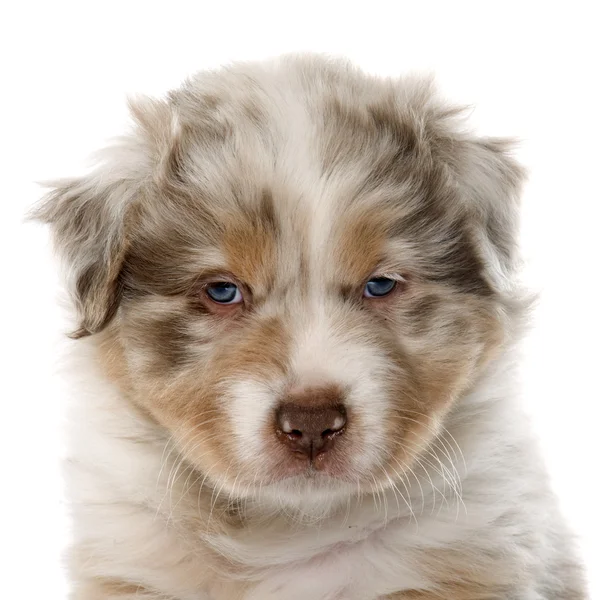 Owczarek australijski Puppy — Zdjęcie stockowe