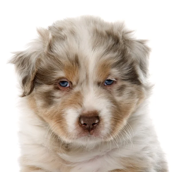 Puppy Australische herder — Stockfoto