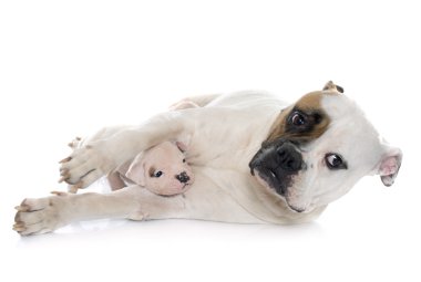 Anne ve yavru Amerikan bulldog