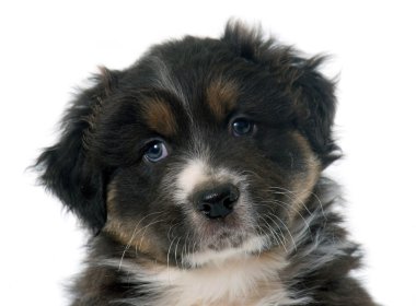 köpek yavrusu Avustralyalı çoban