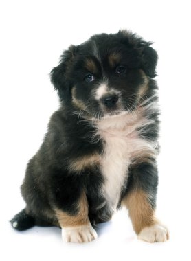 köpek yavrusu Avustralyalı çoban