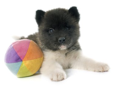 Amerikan akita köpek yavrusu