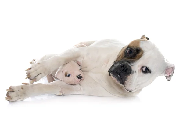 Madre y cachorros americano bulldog — Foto de Stock