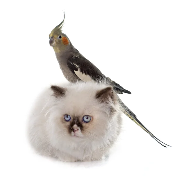 British longhair kitten and cockatiel — Stock Photo, Image