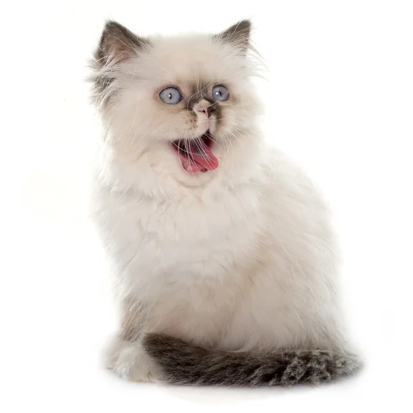 British longhair kitten — Stock Photo, Image