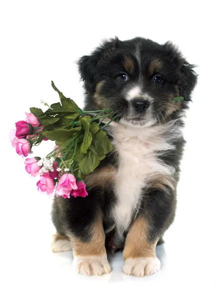 Cachorro pastor australiano e flores — Fotografia de Stock