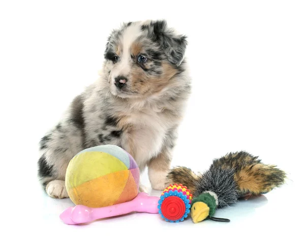 Puppy australian shepherd and toys — Stock Photo, Image