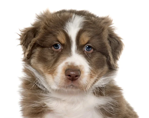 Puppy Australische herder — Stockfoto