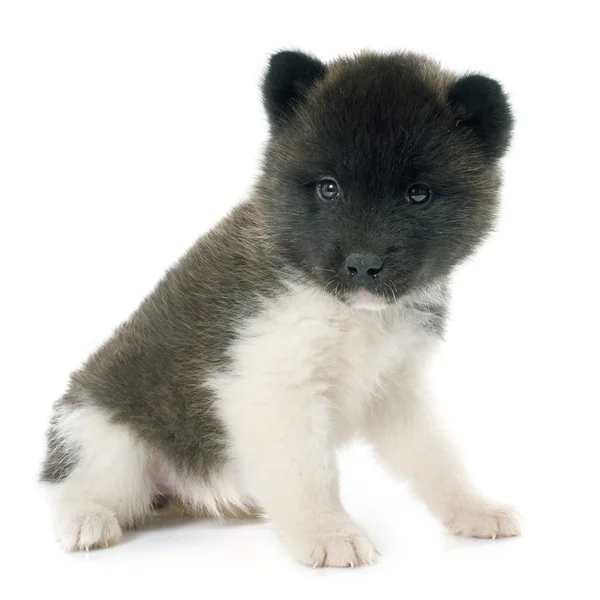 Filhote de cachorro americano akita — Fotografia de Stock