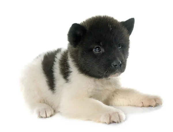 Puppy american akita — Stock Photo, Image