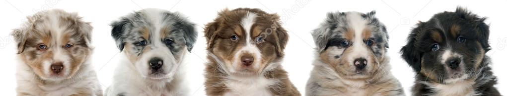 puppies australian shepherd