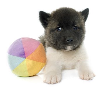 Amerikan akita köpek yavrusu