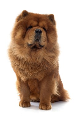 Chow chow köpek