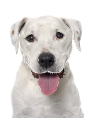 eski Amerikan staffordshire terrier