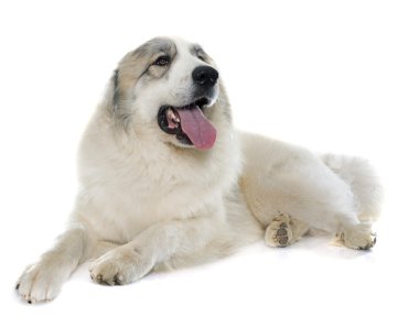 Pyrenean Mountain Dog clipart