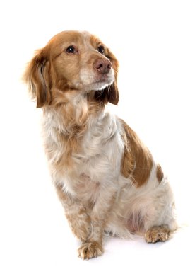 kadın Brittany Spaniel