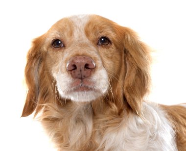 kadın Brittany Spaniel