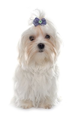 Genç Malta köpeği