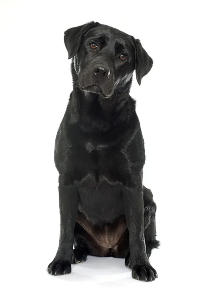 Kobiece czarny labrador retriever — Zdjęcie stockowe