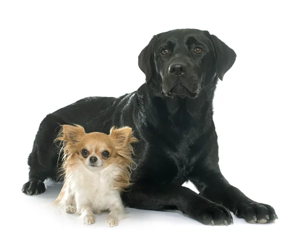Chihuahua ve labrador geri almak — Stok fotoğraf
