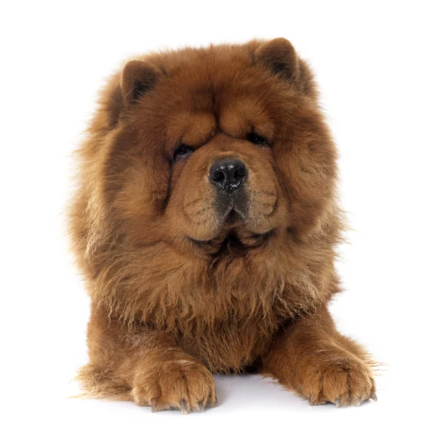 Chow chow dog — Stock fotografie