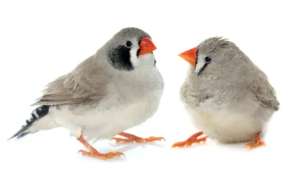 Couple Zebra finch — Stock Photo, Image