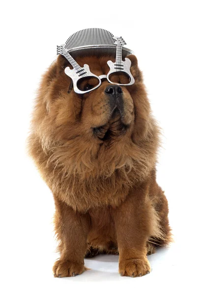 Chow chow kutya — Stock Fotó