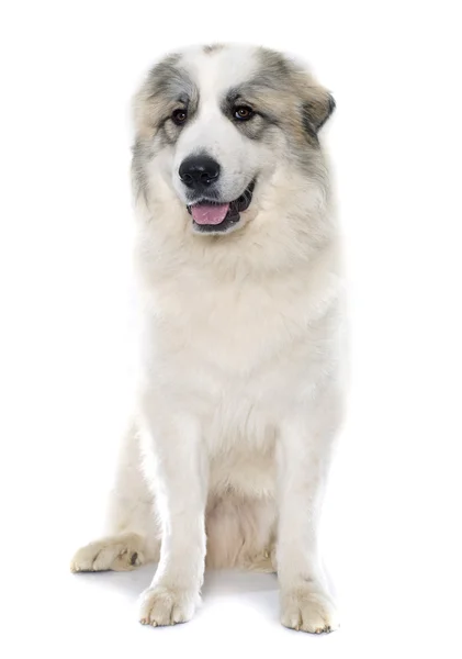 Pyrenäen-Sennenhund — Stockfoto