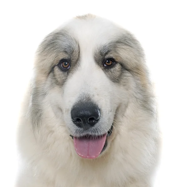 Піренейська гірська собака — стокове фото