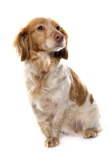 Female Brittany Spaniel — Stock Photo, Image