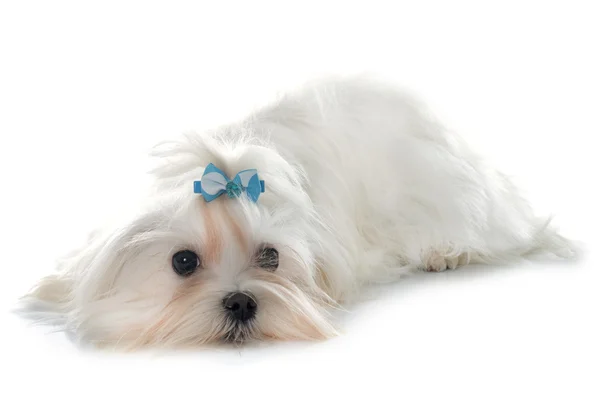 Młody pies-Maltański — Zdjęcie stockowe